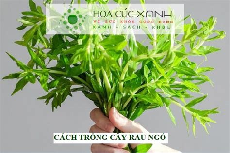 Cách trồng cây rau ngổ đơn giản tại nhà ăn mỗi ngày - Hoa Cúc Xanh