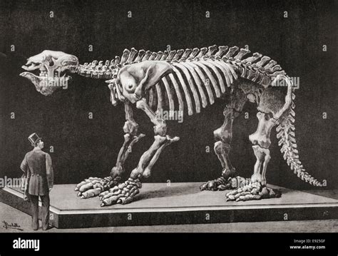 Skeleton of a Megatherium on display in the Natural Sciences Museum ...