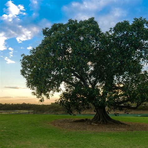 Why Did Jesus Curse the Fig Tree? | Catholic Answers Magazine