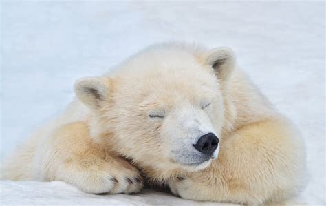 Polar Bear Cub Sleeping Images – Browse 3,024 Stock Photos, Vectors ...