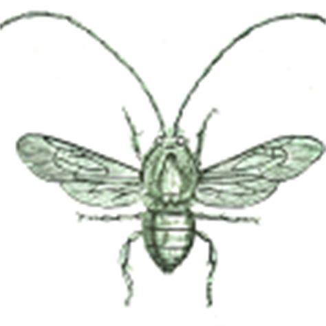 Bee Hive Drawing - ReusableArt.com