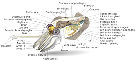 Cuttlefish: Characteristics, Behavior and Colors | Sea Life, Islands ...