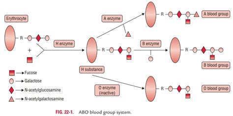 ABO Blood Group System and Antigens