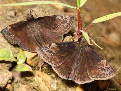 Skipper Butterflies - North American Insects & Spiders