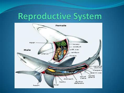 PPT - The Cartilaginous Fish PowerPoint Presentation, free download - ID:2299714