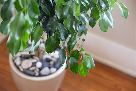 How to Grow and Care for Ficus Trees