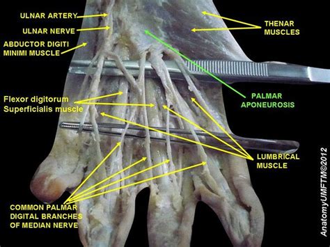 Palmar Aponeurosis - Physiopedia