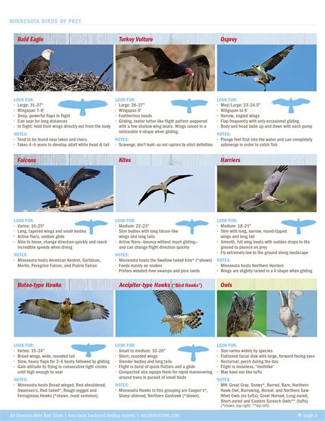 Raptors! A Guide to Minnesota's Birds of Prey - All Seasons Wild Bird Store