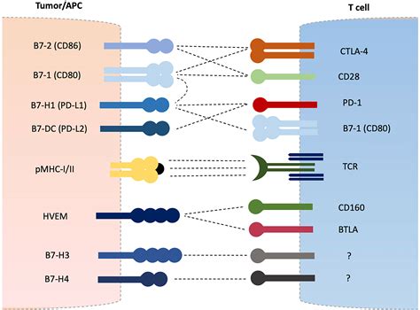 Frontiers | Soluble B7-CD28 Family Inhibitory Immune Checkpoint Proteins and Anti-Cancer ...