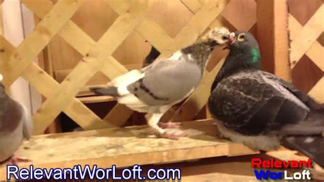 Racing Pigeon Breeders- Meet Our Racing Pigeon Breeders - YouTube