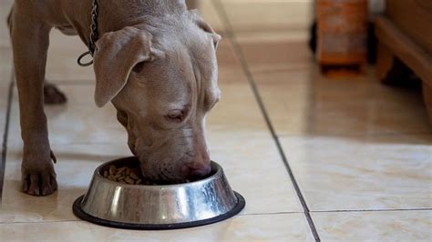 Best Dog Food For Pitbulls – Long Live Your Dog