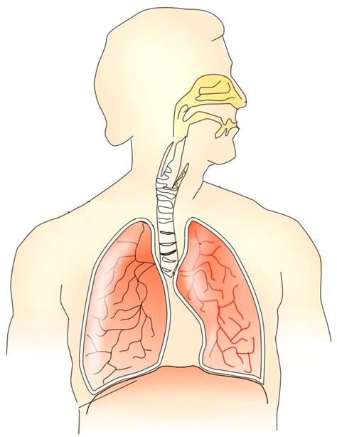 Respiratory System Diagram Blank Images & Pictures - Becuo