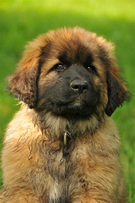 Leonberger Dog Puppy - Free photo on Pixabay