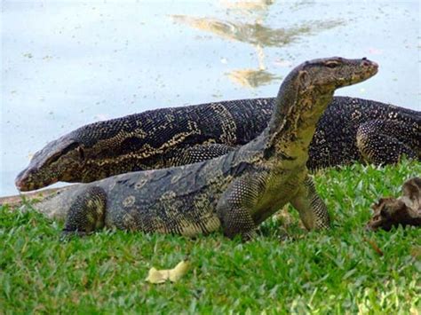 Middle Button Island National Park in Andaman and Nicobar | Monitor lizard, Reptiles and ...