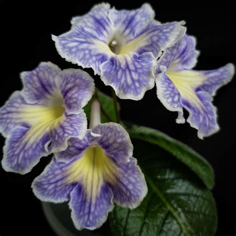 Streptocarpus hybridizing