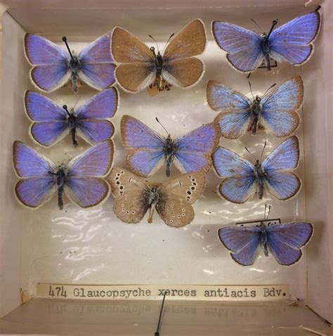 Xerces Blue butterfly (Glaucopsyche xerces). Once...