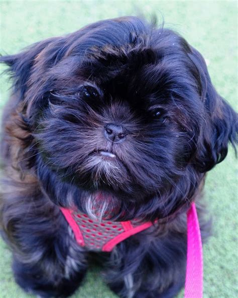 Rare Shih Tzu Colors - Shih Tzu Dog