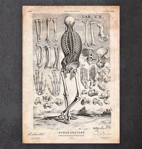 Squelette humain III - Codex Anatomicus