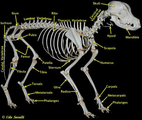 Dog Skeleton Labeled | Anatomy/Science | Pinterest | Skeleton labeled