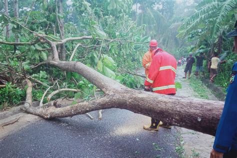 Pohon tumbang akibat hujan dan angin tutupi jalan di Lampung Selatan ...