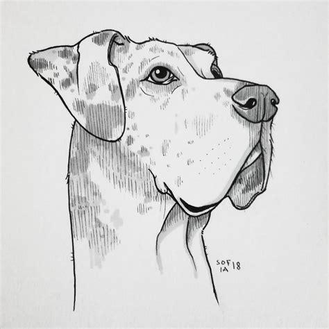 30 dog drawing | Dog drawing, Great dane drawing, Animal drawings