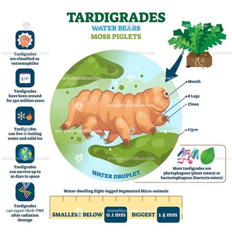 #Tardigrade #WaterBear #vector #illustration. Labeled described moss ...