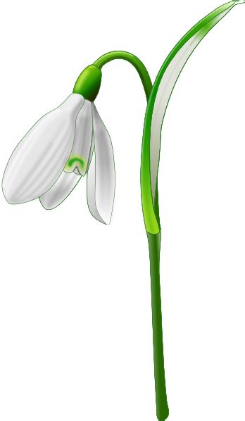 Snowdrop (galanthus Nivalis) Clip Art at Clker.com - vector clip art ...