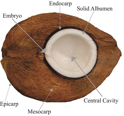 SciELO - Brasil - Advances in Coconut palm propagation Advances in Coconut palm propagation