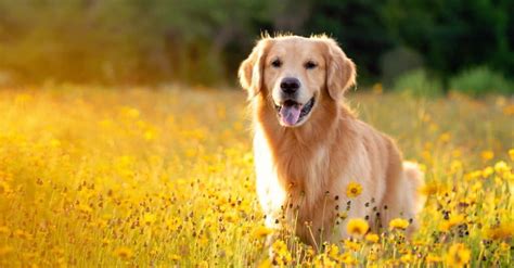 8 Yellow Dog Breeds & Yellow Dog Names - IMP WORLD