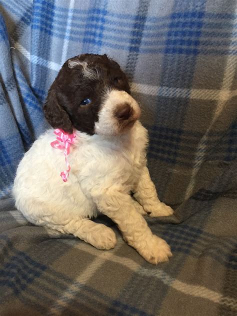 Standard Poodle Puppies For Sale | Chetek, WI #275208