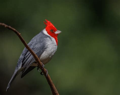 Meet The Red-Crested Cardinal (Photos & Facts)