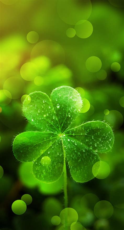 st. patricks day wallpaper,grün,blatt,wasser,natur,kleeblatt (#992486) - WallpaperUse