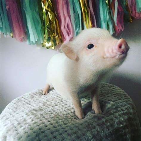 NY Teacup Piggies Breed Adorable Piglets While Rescuing Others - NYLON