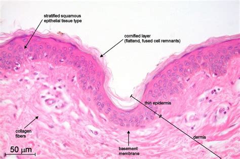 Pin by Maria Kozlova on Biology&medicine | Tissue types, Basement membrane, Stratified squamous ...