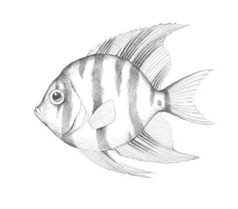 How to Draw a Tropical Fish | Fish drawings, Fish sketch, Fish drawing ...