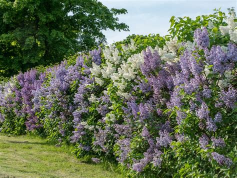 Flowering Shrubs List: Common Flowering Shrub Varieties