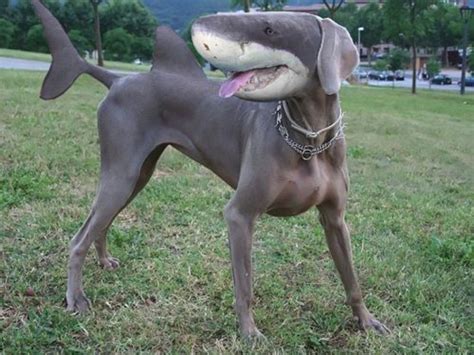 10 Weird And Wonderful Animal Hybrids.(OMG ) | Photoshopped animals ...