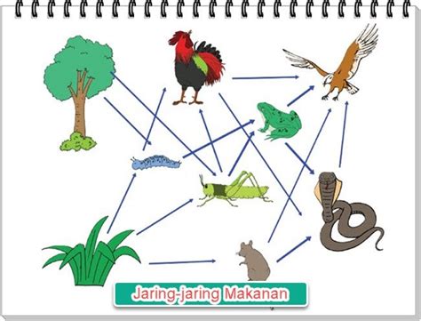 torsi dan keseimbangan kartu flash untuk Kelas 5 - Quizizz