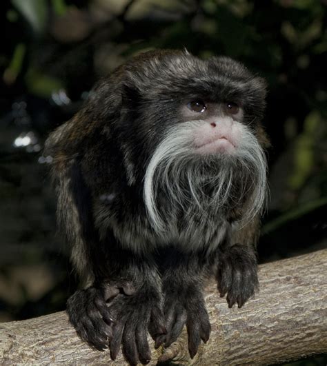 Emperor Tamarin monkey - MyConfinedSpace