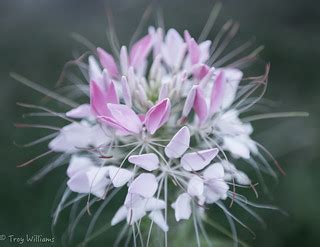 D800E pink white flower tips | troy_williams | Flickr
