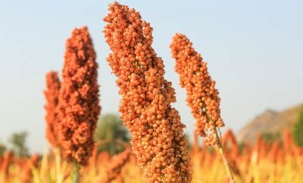 7 Benefits of Eating Sorghum - American Sorghum