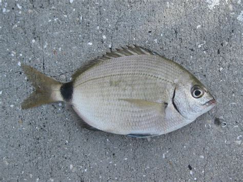 Spottail pinfish ~ Everything You Need to Know with Photos | Videos