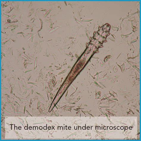 Can You See Demodex Mites On Dogs