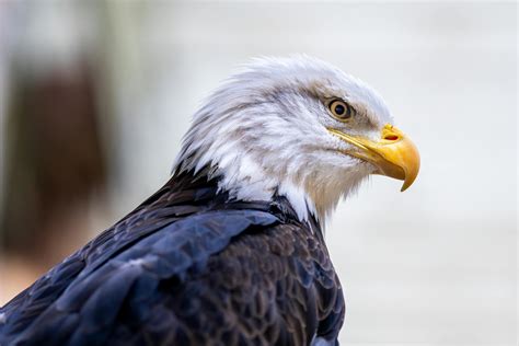 Bald eagle with yellow beak and ornamental plumage · Free Stock Photo