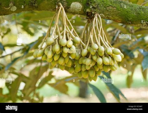 Durian flowers bud on durian tree Stock Photo - Alamy