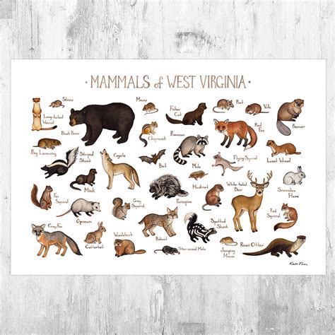 West Virginia Mammals Field Guide Art Print / Animals of West | Etsy