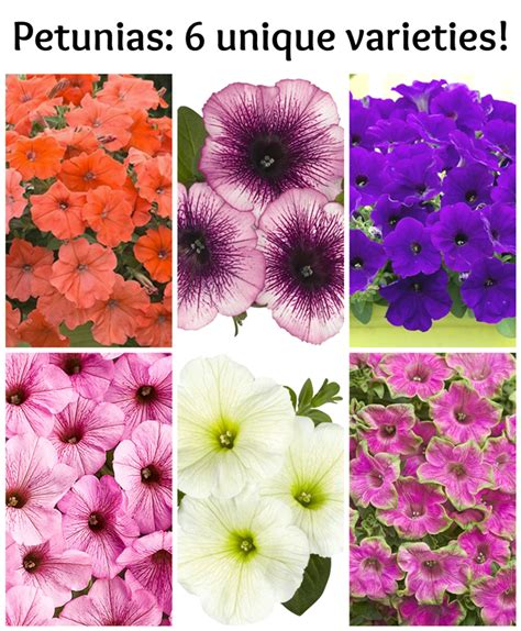 Petunias: 6 unique varieties to plant in your garden! - Deja Vue Designs