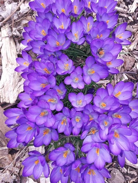 Crocus: Plant Care and Collection of Varieties - Garden.org