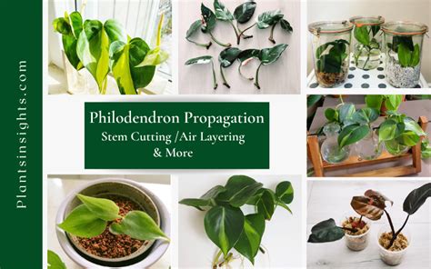 Philodendron Propagation | Stem cutting, Water, Air layering