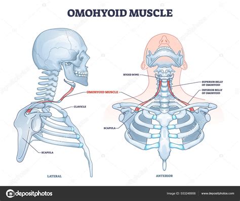 Omohyoid Muscle Function, Origin Innervation Video Lesson , 57% OFF